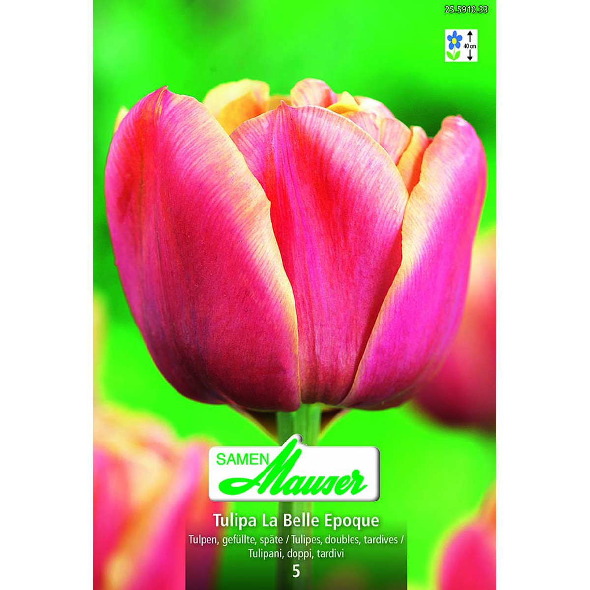  Tulipe 'La Belle Epoque' 5 bulbes  12/