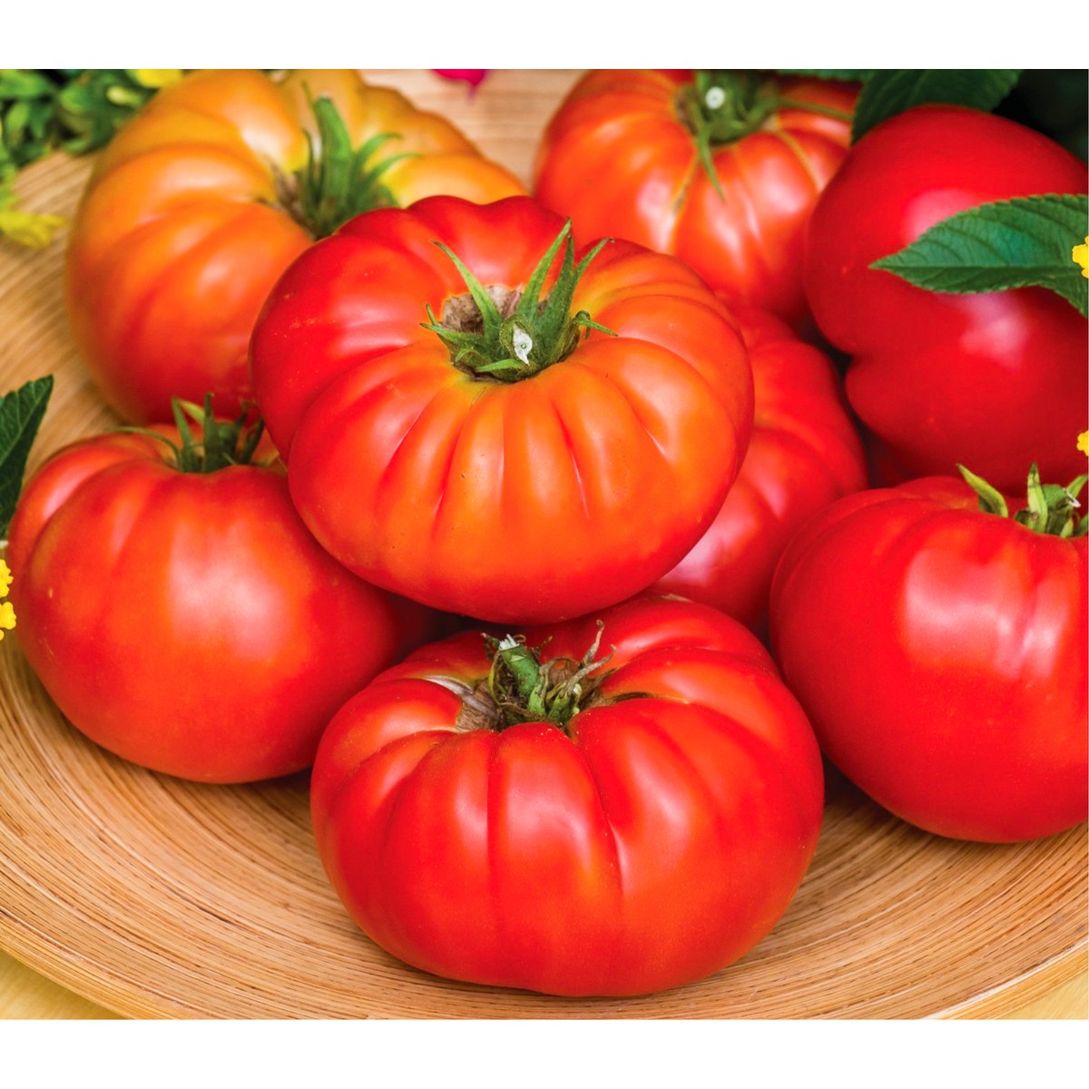 Production Suisse  Tomate greffée 'Buffalosteak'  Pot de 12 cm