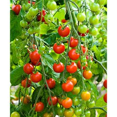 Schilliger Production  Tomate greffée 'Solena Rouge'  Pot de 12 cm