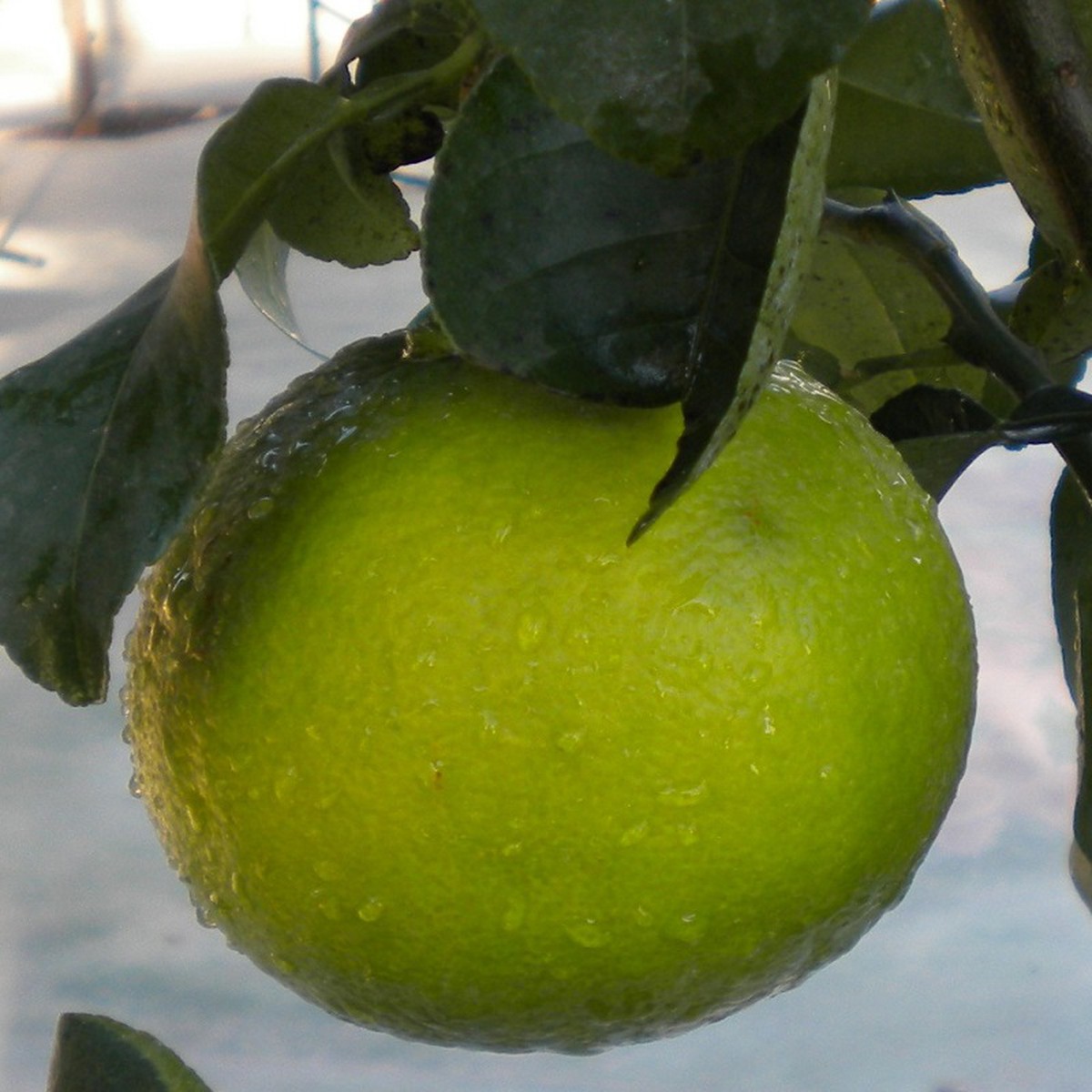   Citrus bergamia  Pot 20 cm 1/4 tige h70/80 cm