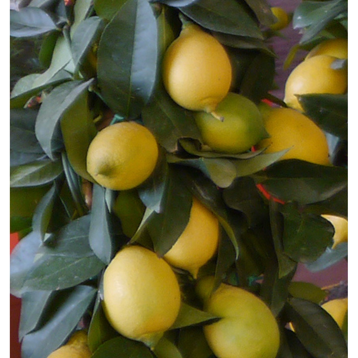   Citrus limon  Pot 45 cm tige, h140/150 cm