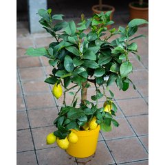   Citrus limon  Pot 20 cm tige h75