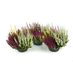   Calluna vulgaris 'Beauty Ladies' Carnaval  Coupe de 23 cm