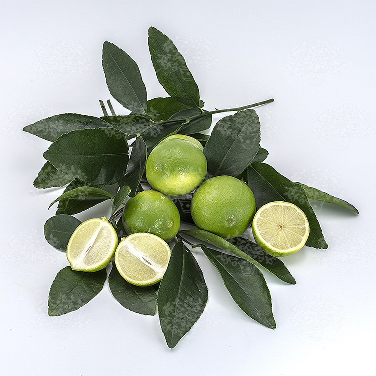   Citrus aurantifolia 'Verte de Tahiti'  Pot 16 cm, h30/40 cm