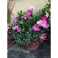   Dipladenia et Euphorbia  Coupe 27 cm