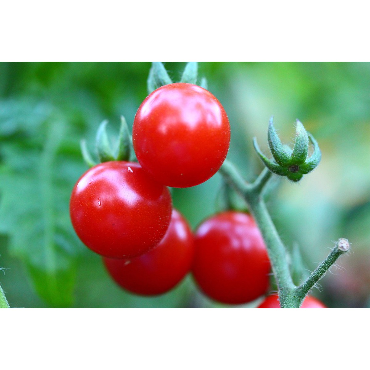 Schilliger Production  Tomate greffée 'Cherry Rouge'  Pot de 12 cm