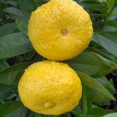   Citrus limetta 'Pursha'  Pot 22 cm, h80/100 cm