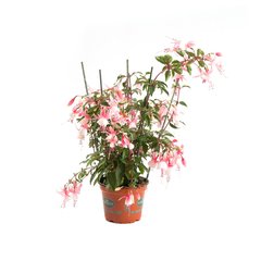   Fuchsia compact  Pot de 12 cm