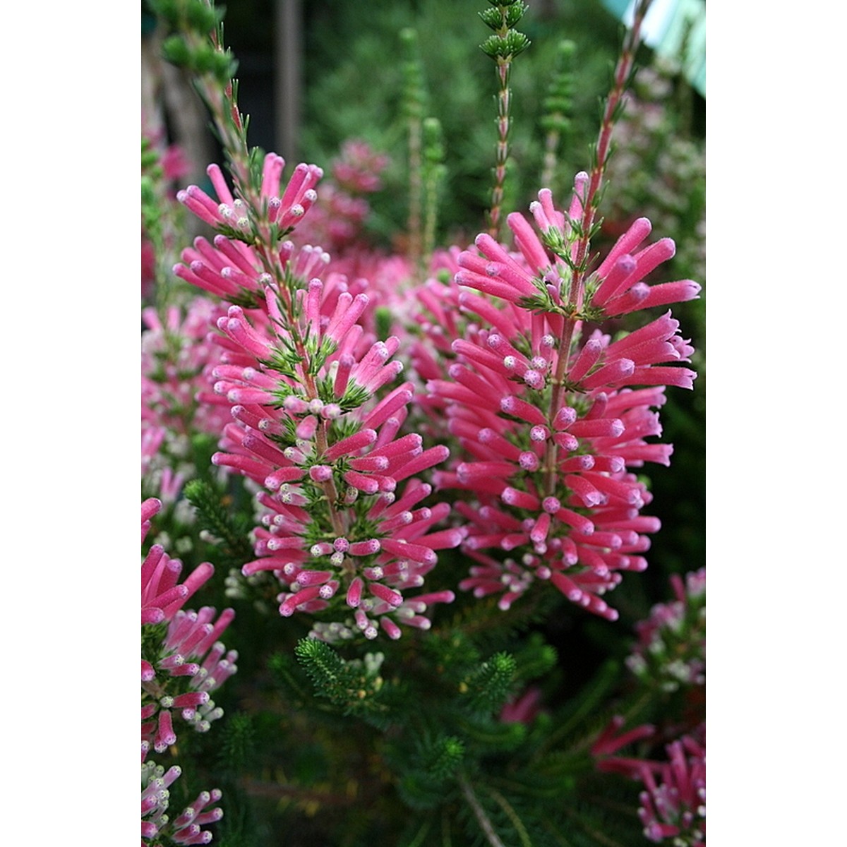   Erica verticillata  Pot de 23 cm