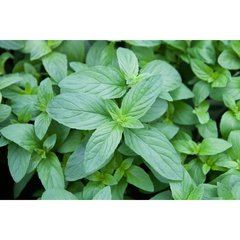 Schilliger Production  Menthe Citron  Pot de 13 cm