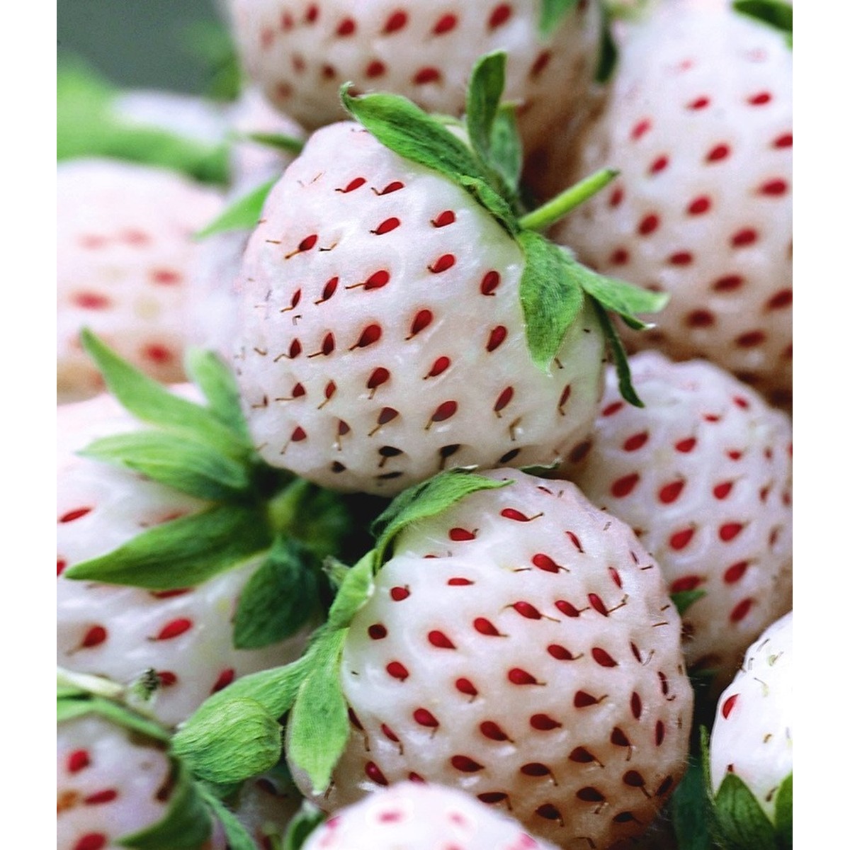   Fraisier 'Snow White'  Pot 14 cm