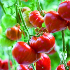 Schilliger Production  Tomate greffée 'Gourmandia'  Pot de 12 cm