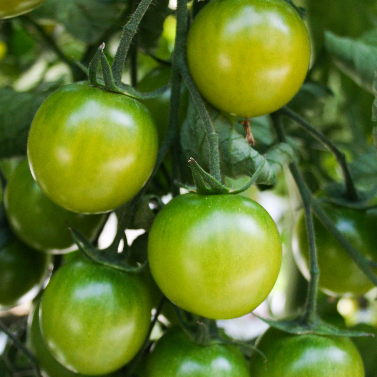   Tomate greffée 'Sun Green'  Pot 12 cm
