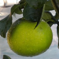   Citrus bergamia  Pot 45 cm tige, h140/150 cm
