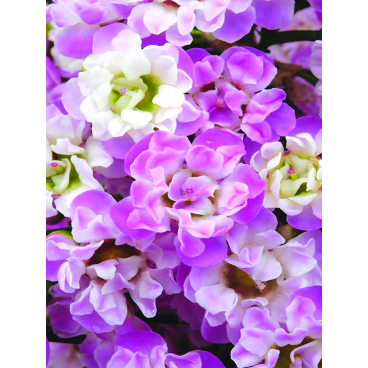   Wax Flower / Fleur de cire 'Dancing Queen'  Pot de 15 cm, h35 cm