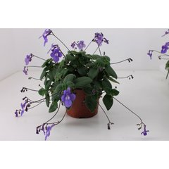   Streptocarpus saxorum  Pot 13 cm