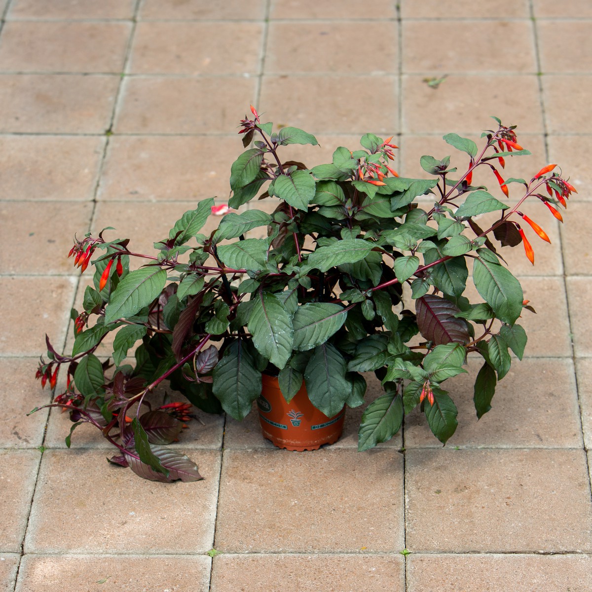 Schilliger Production  Fuchsia fulgens  Pot de 13 cm