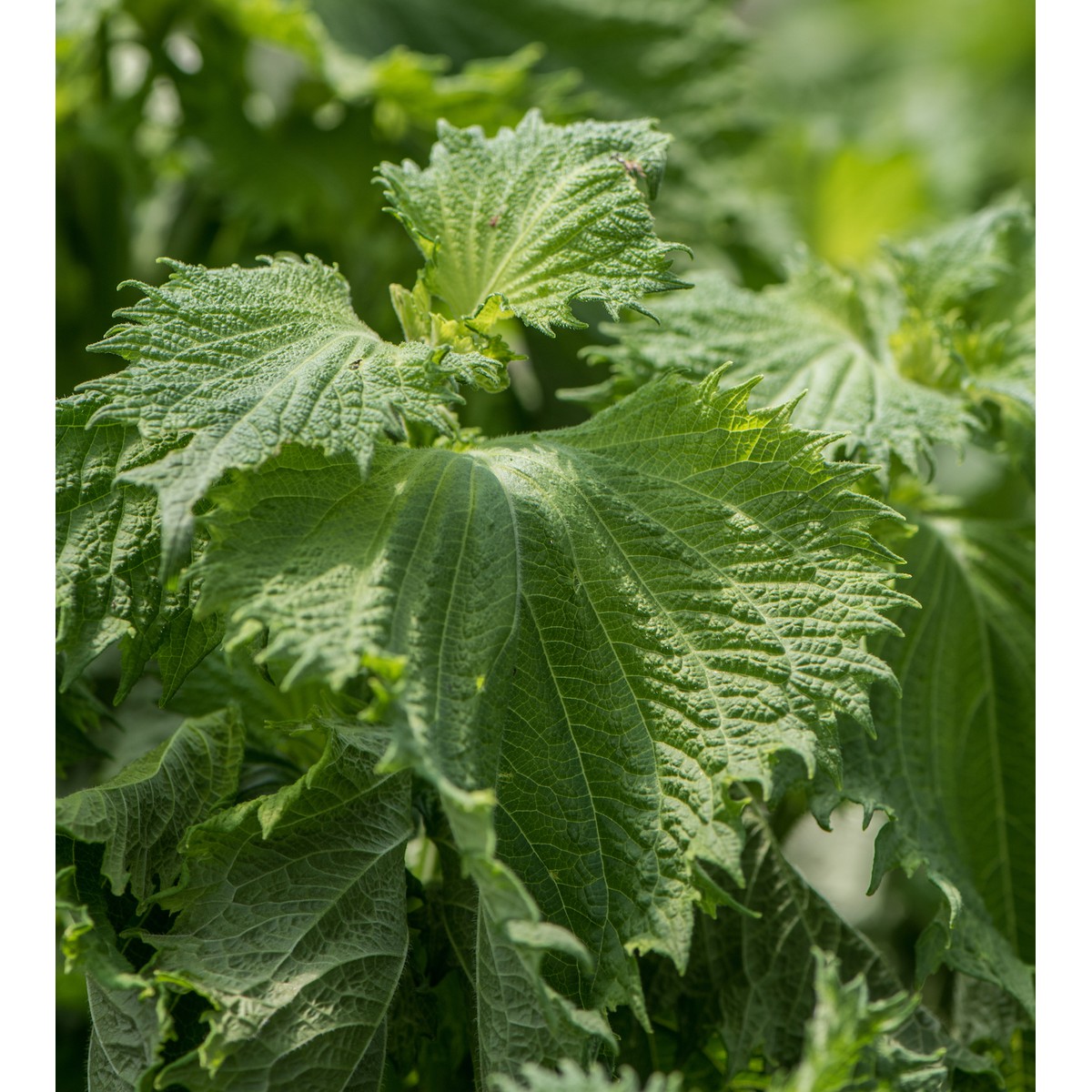 Production Suisse  Shiso vert  Pot de 14 cm