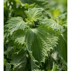 Production Suisse  Shiso vert  Pot de 14 cm