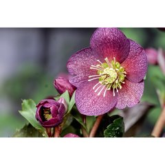 Production Suisse  Helleborus 'Ice N' Roses Red  Pot 17 cm