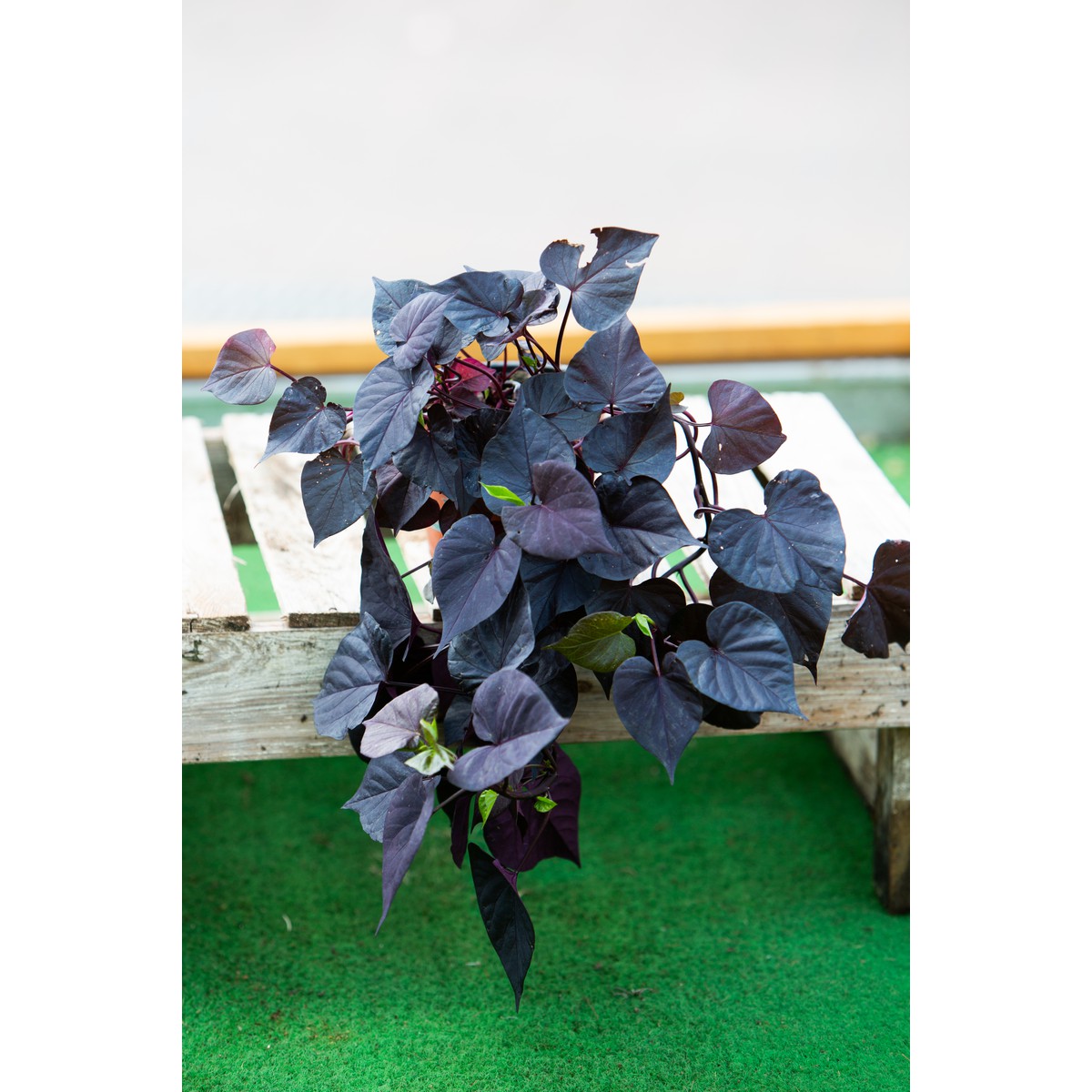 Schilliger Production  Ipomoea batatas 'Sweet Heart Jet Black'  Pot de 12 cm