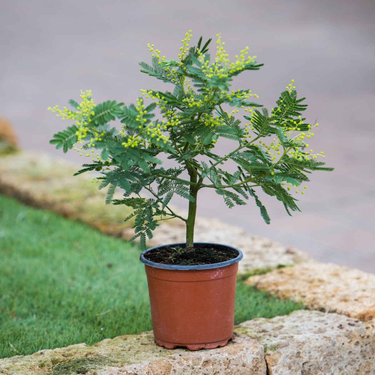   Acacia dealbata  Pot 15 cm