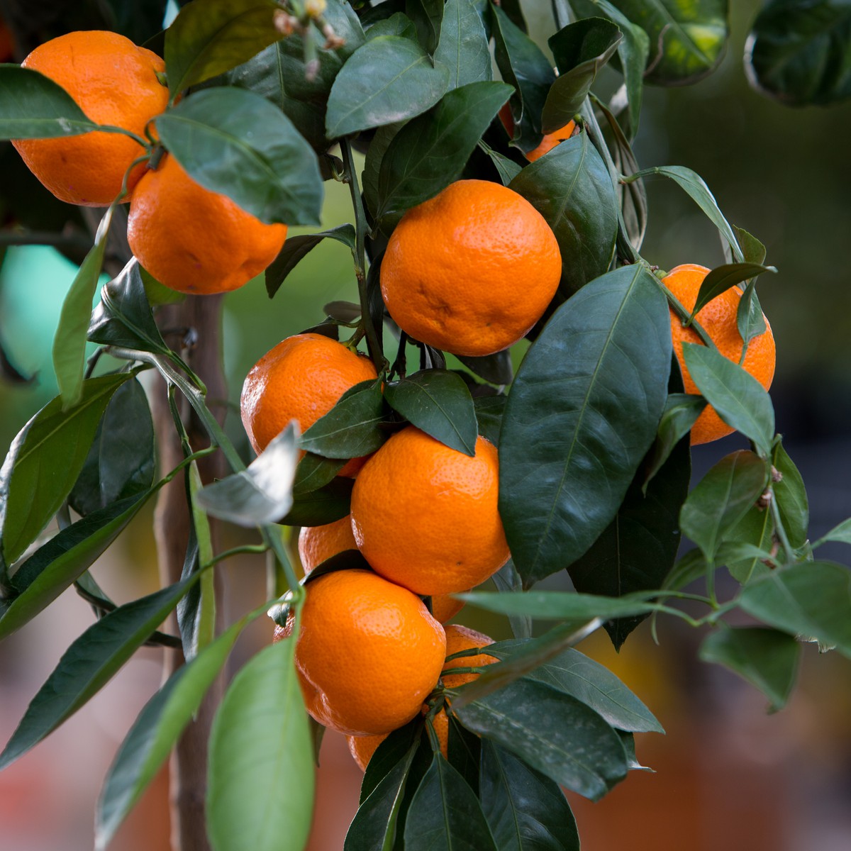 Schilliger Production  Citrus unshiu 'Satsuma'  Pot 36 cm tige