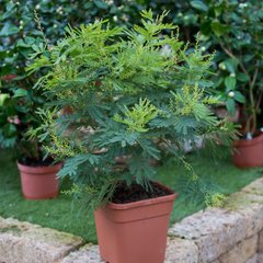   Acacia dealbata 'Gaulois'  Pot 25 cm, buissson
