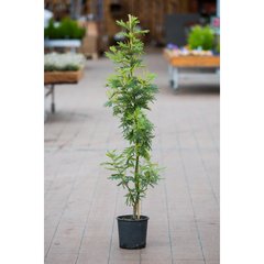   Acacia dealbata 'Gaulois'  Pot 20 cm tige