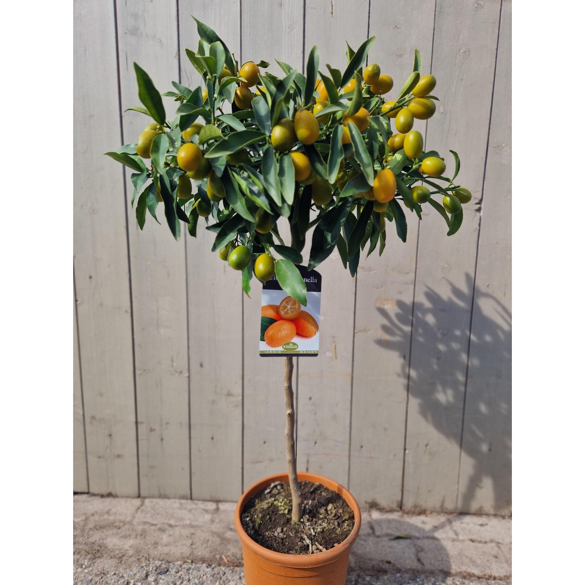   Citrus fortunella 'Margarita'  Pot 26 cm