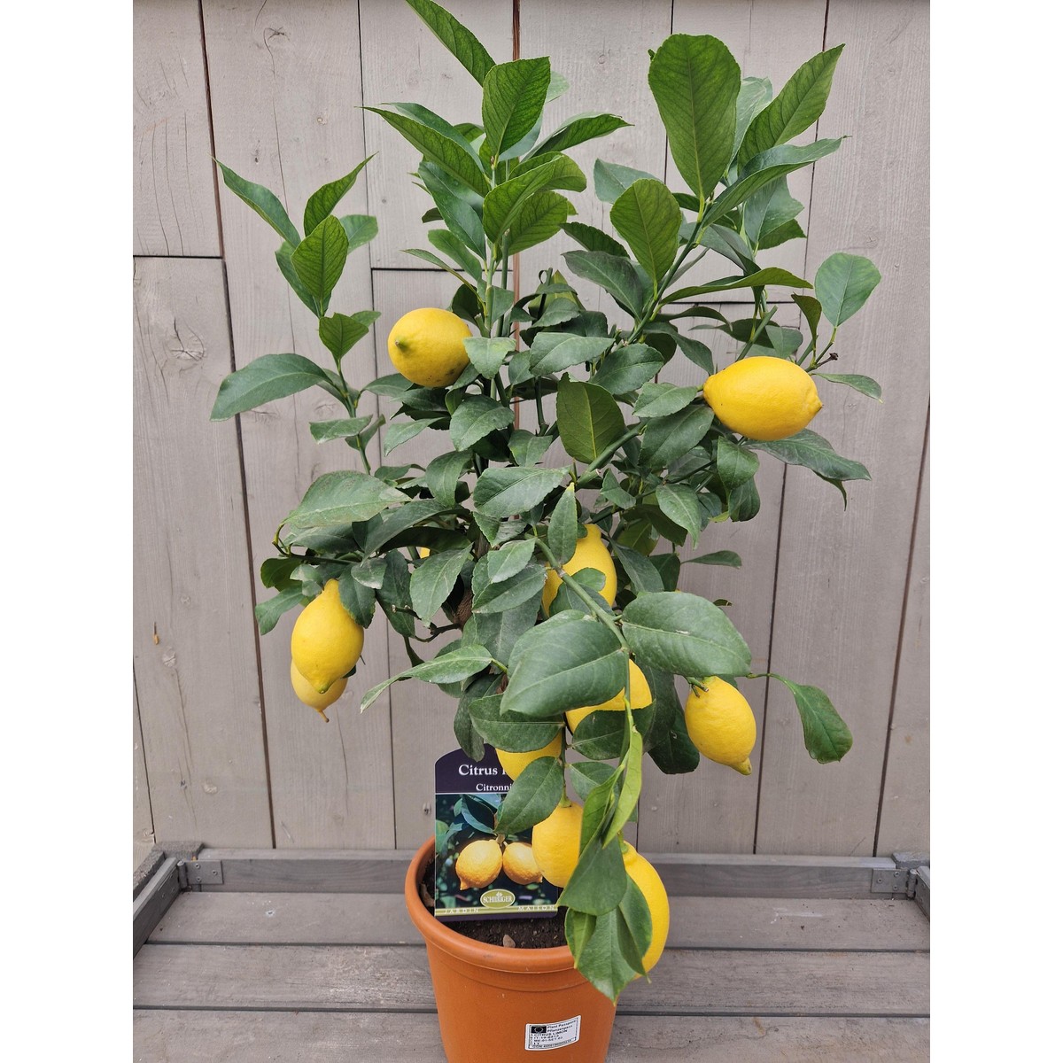 Citronniers, Citrus limon Pot 20/22 cm buisson 60/70 extra