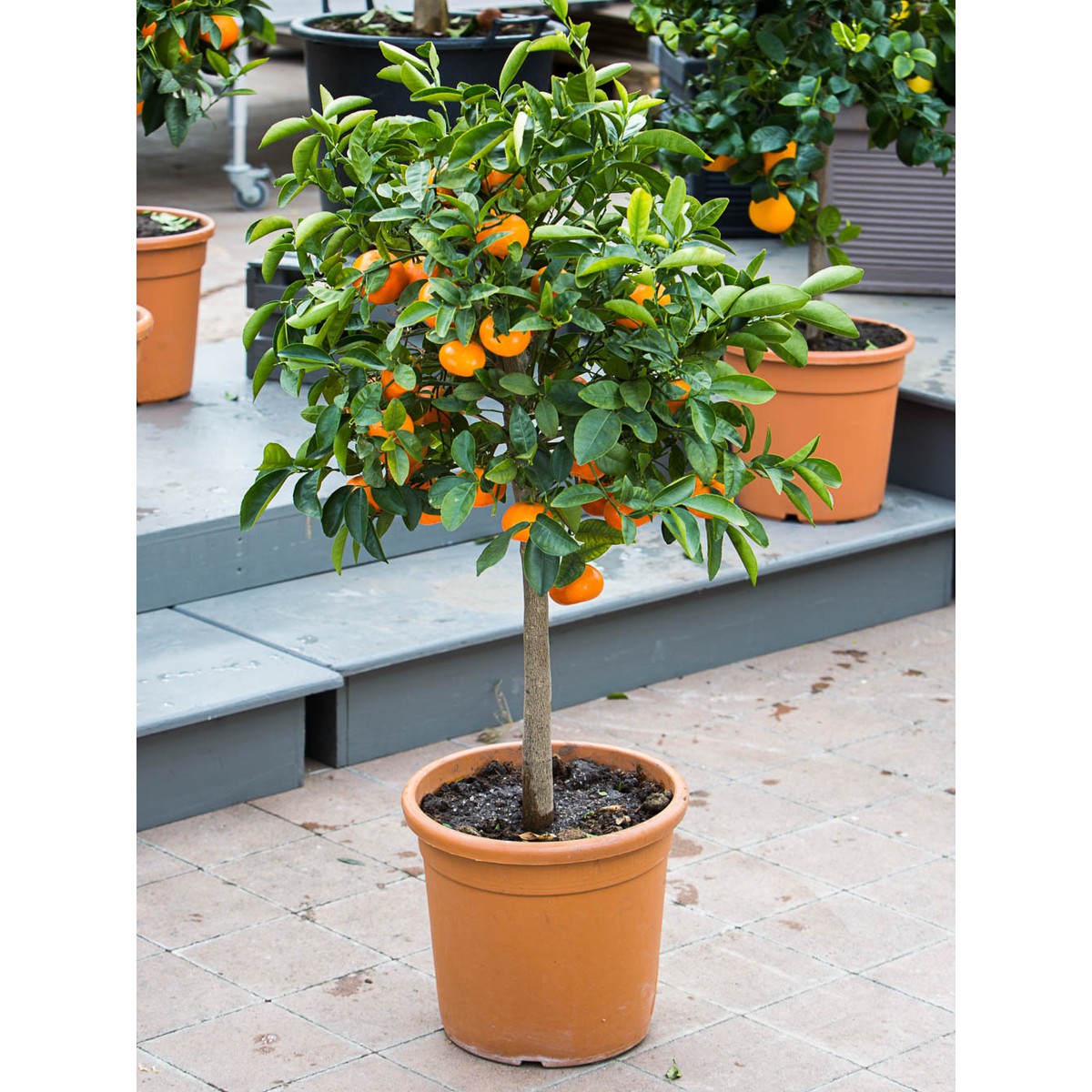   Citrus clementina  Pot 30 cm