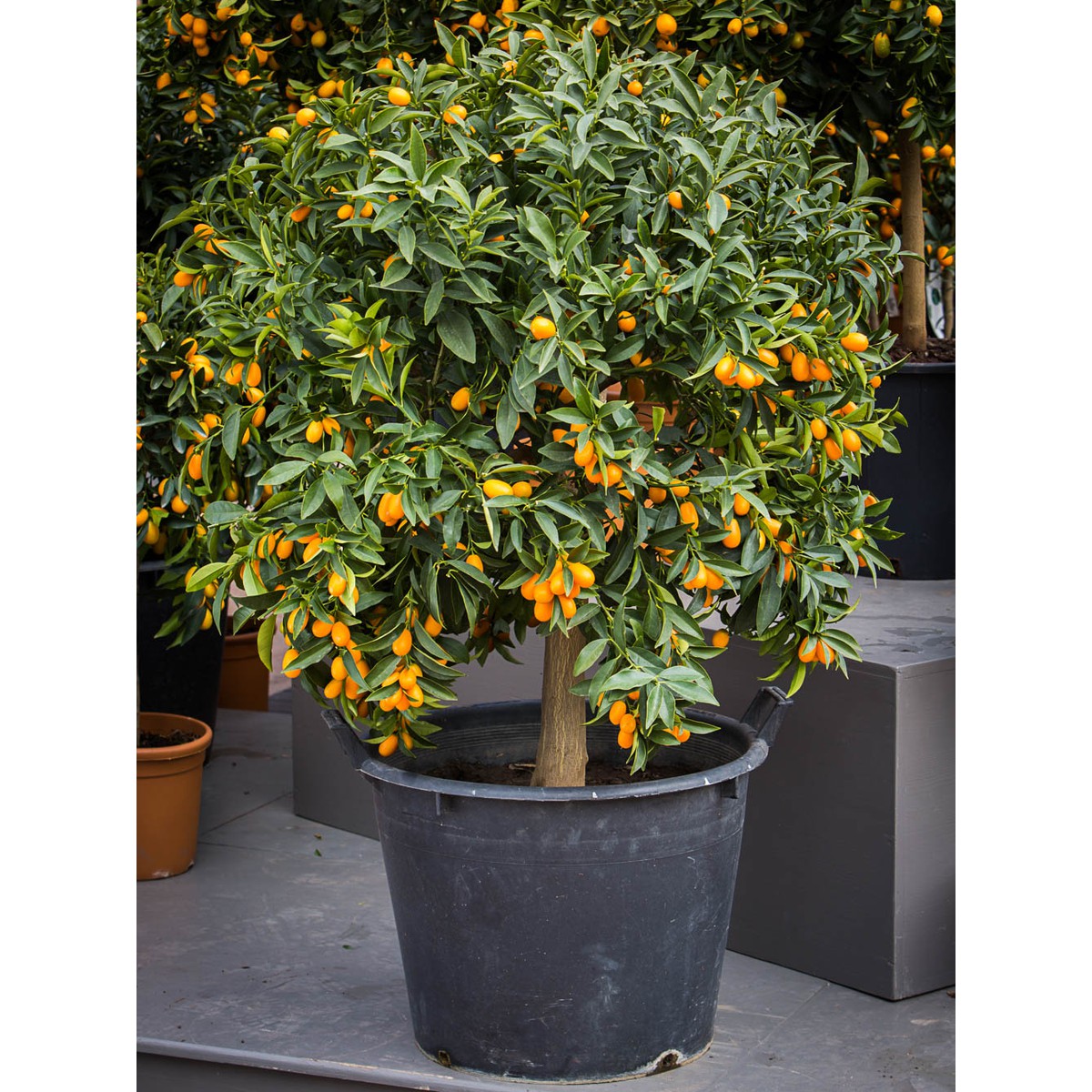   Citrus fortunella 'Margarita'  Pot 60 cm