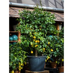   Citrus limon  Pot 60 cm