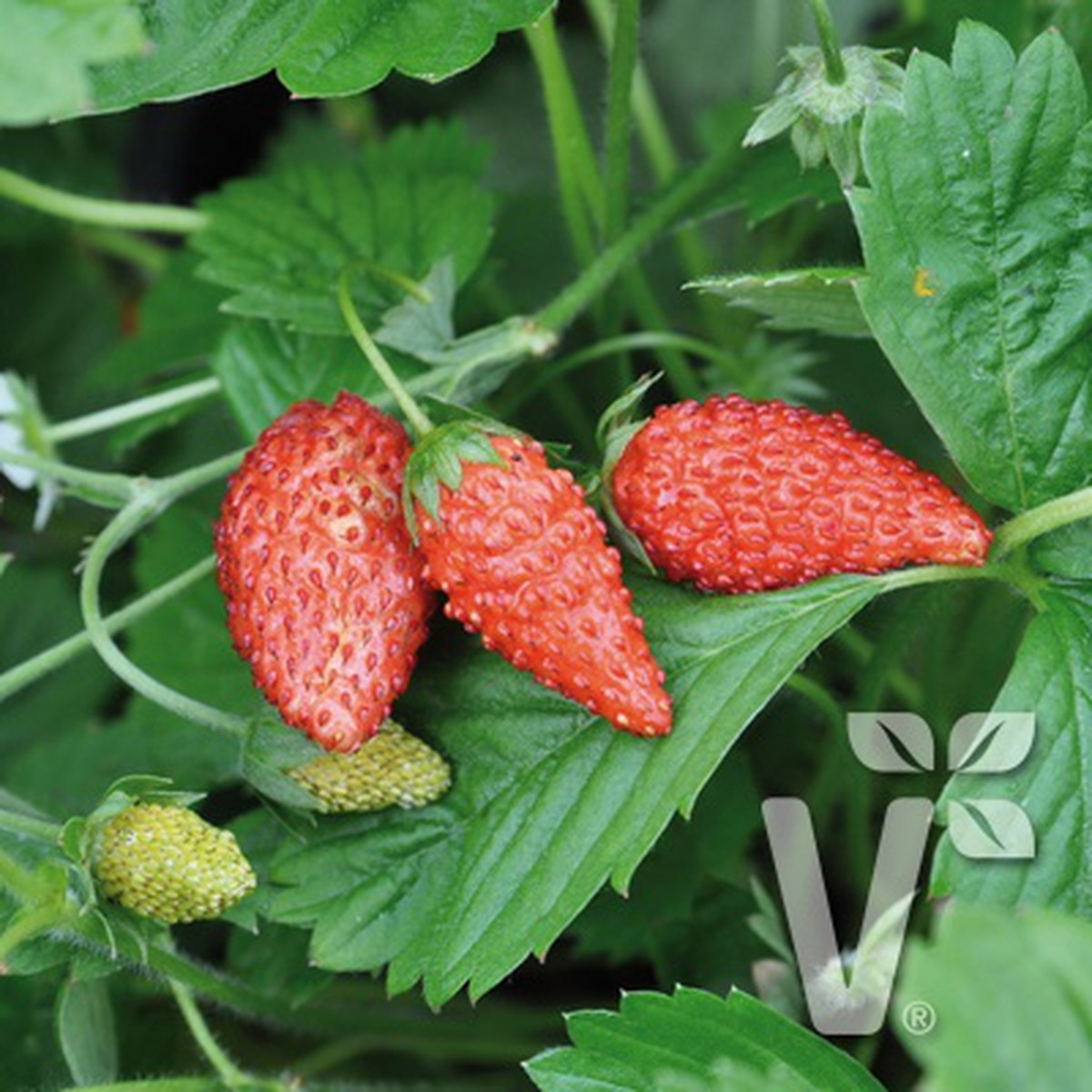 Schilliger Production  Fraisier 'Tubby Red' 4 saisons  Pot de 10.5 cm