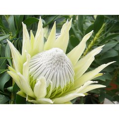   Protea cynaroides 'White Crown'  Pot de 17 cm, h50 cm