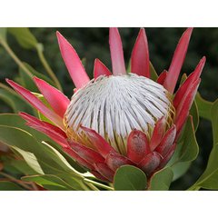   Protea cynaroides 'Madiba'  Pot de 24 cm, h90 cm
