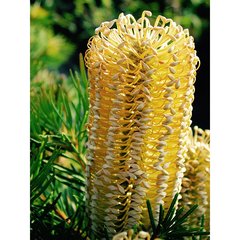   Banksia spinulosa 'Birthday Candle'  Pot de 15.5 cm, h40 cm
