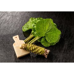 Schilliger Production  Wasabia japonica 'Mephisto Green'  Pot de 14 cm