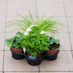   Pack Mini jardin potager  Pot 11 cm, 4 pièces