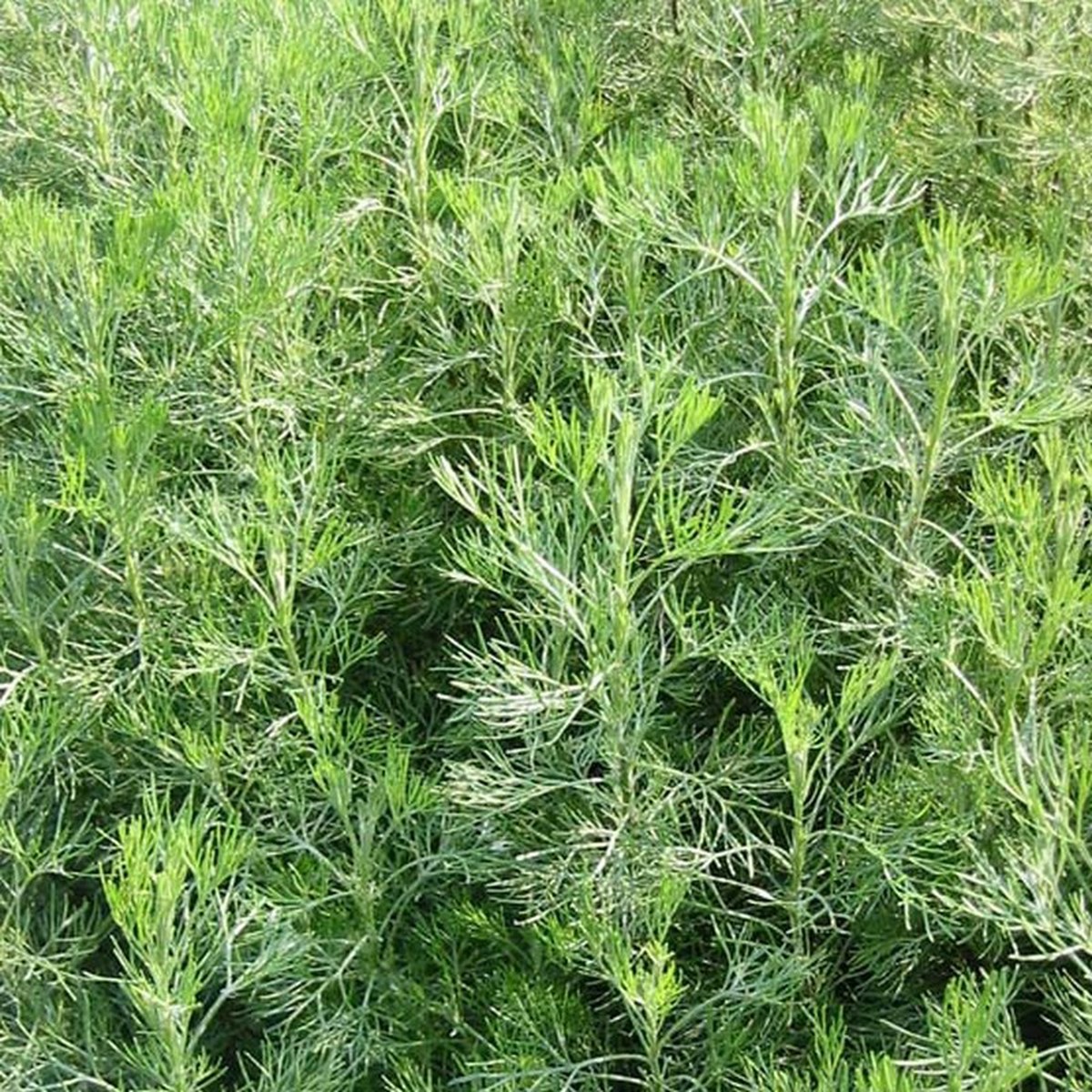   Artemisia abrotanum  Pot 1.5 litres