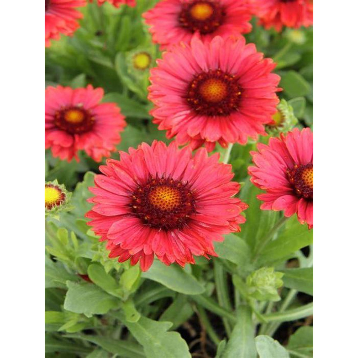 Schilliger Production  Gaillardia 'Spintop Red Starbust'  Pot de 24 cm