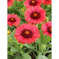 Schilliger Production  Gaillardia 'Spintop Red Starbust'  Pot de 24 cm