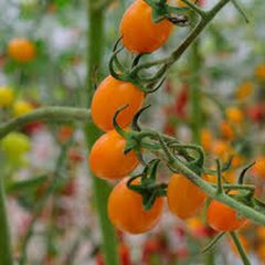 Schilliger Production  Tomate greffée 'Solena Orange'  Pot de 12 cm