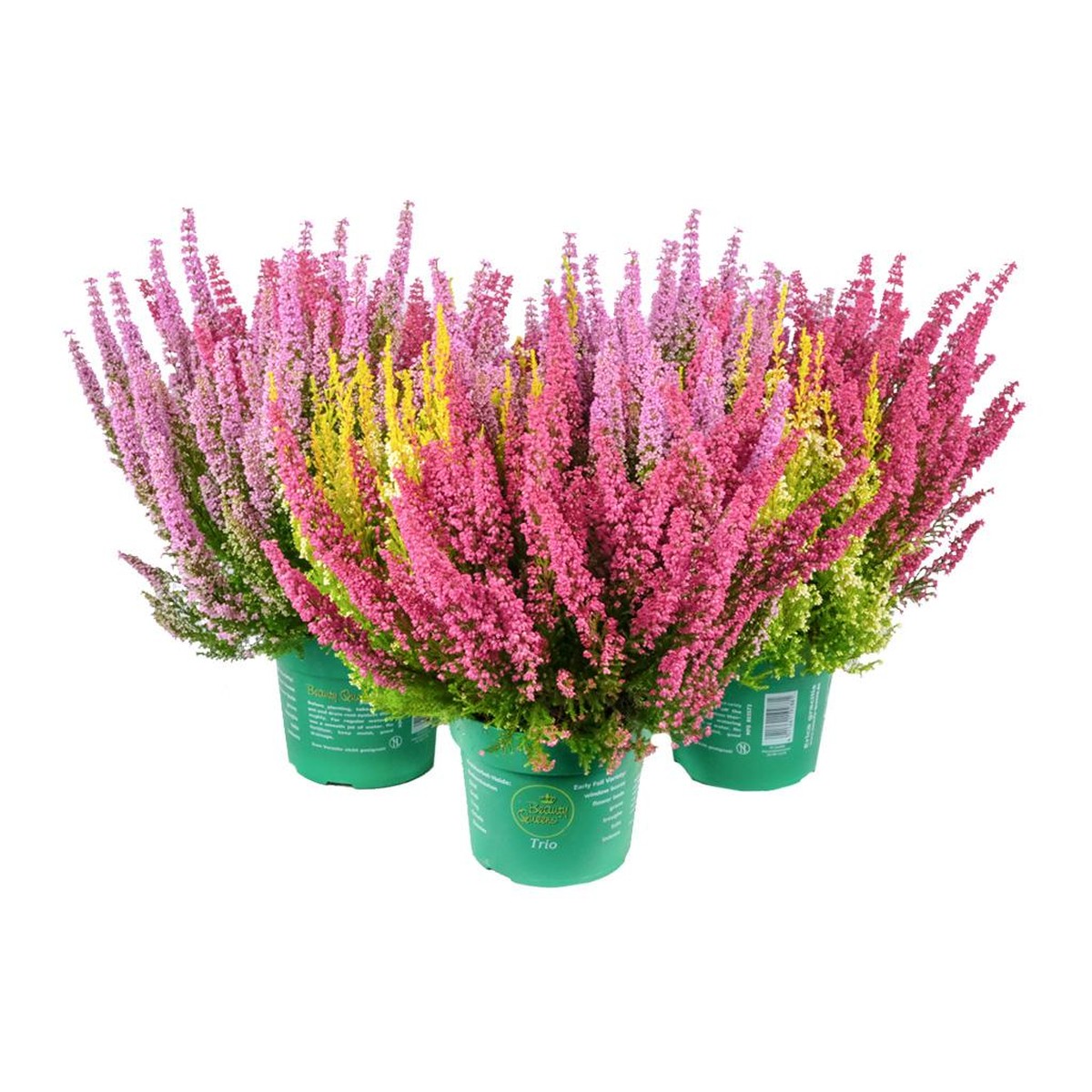   Erica gracilis 'Beauty Queen Trio'  Pot de 17 cm