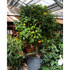   Citrus volkameriana  Pot 130 cm