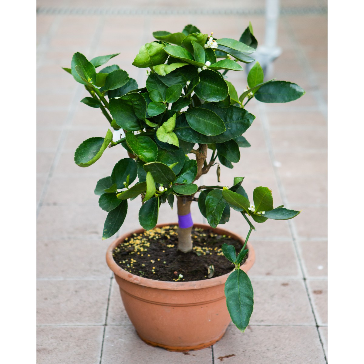   Citrus aurantiifolia  Pot 25 cm, tige
