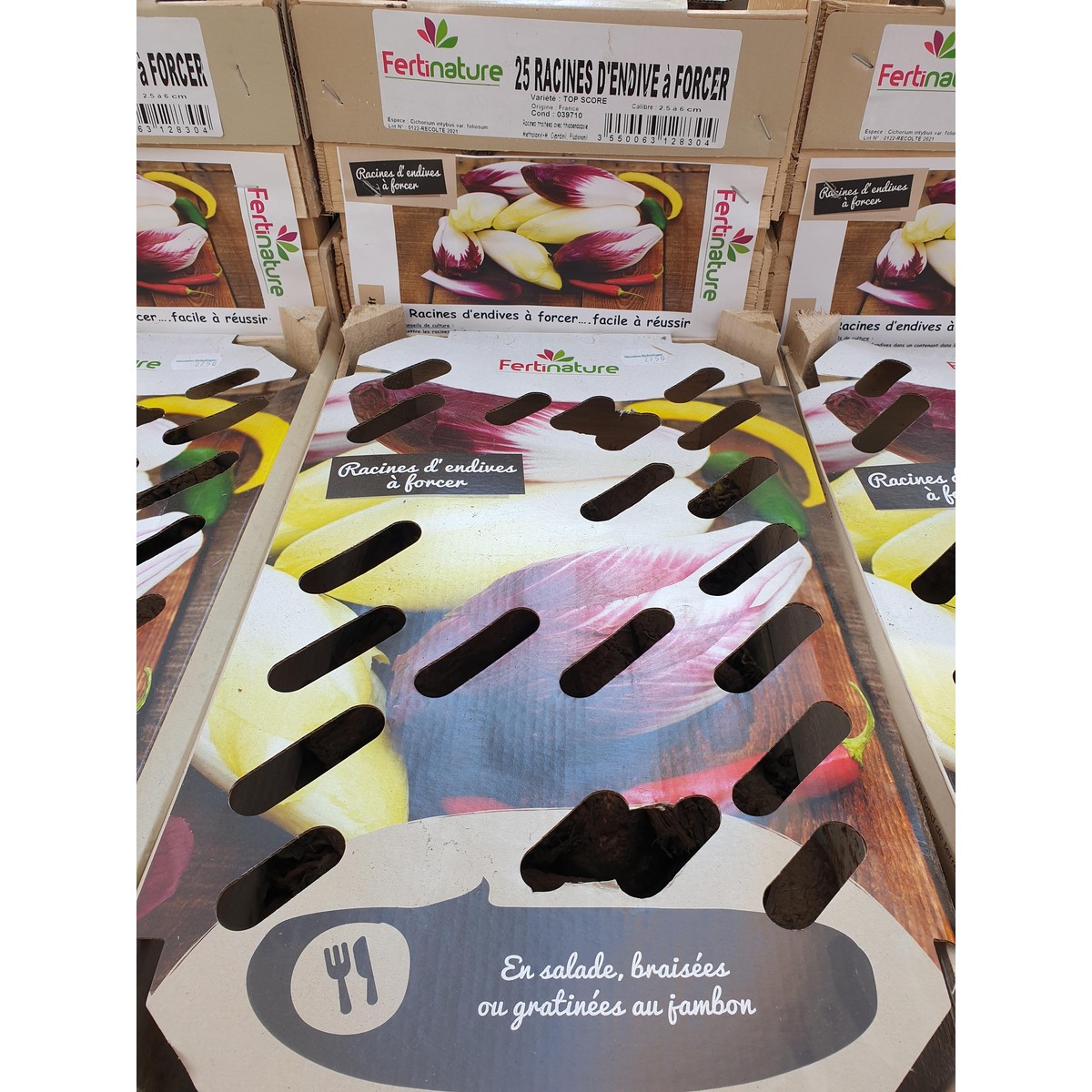   Racines endives 'Prêtes à planter'  25 plants