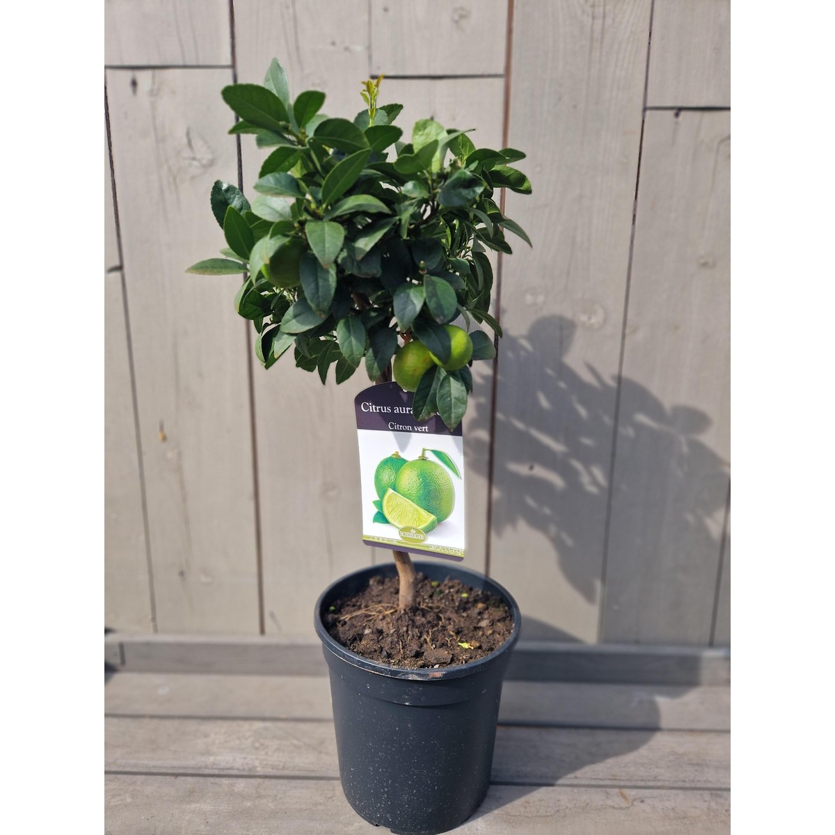   Citrus aurantifolia  Pot 22 cm Mini-tige