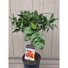   Citrus sinensis 'Moro'  Pot 22 cm Mini-tige